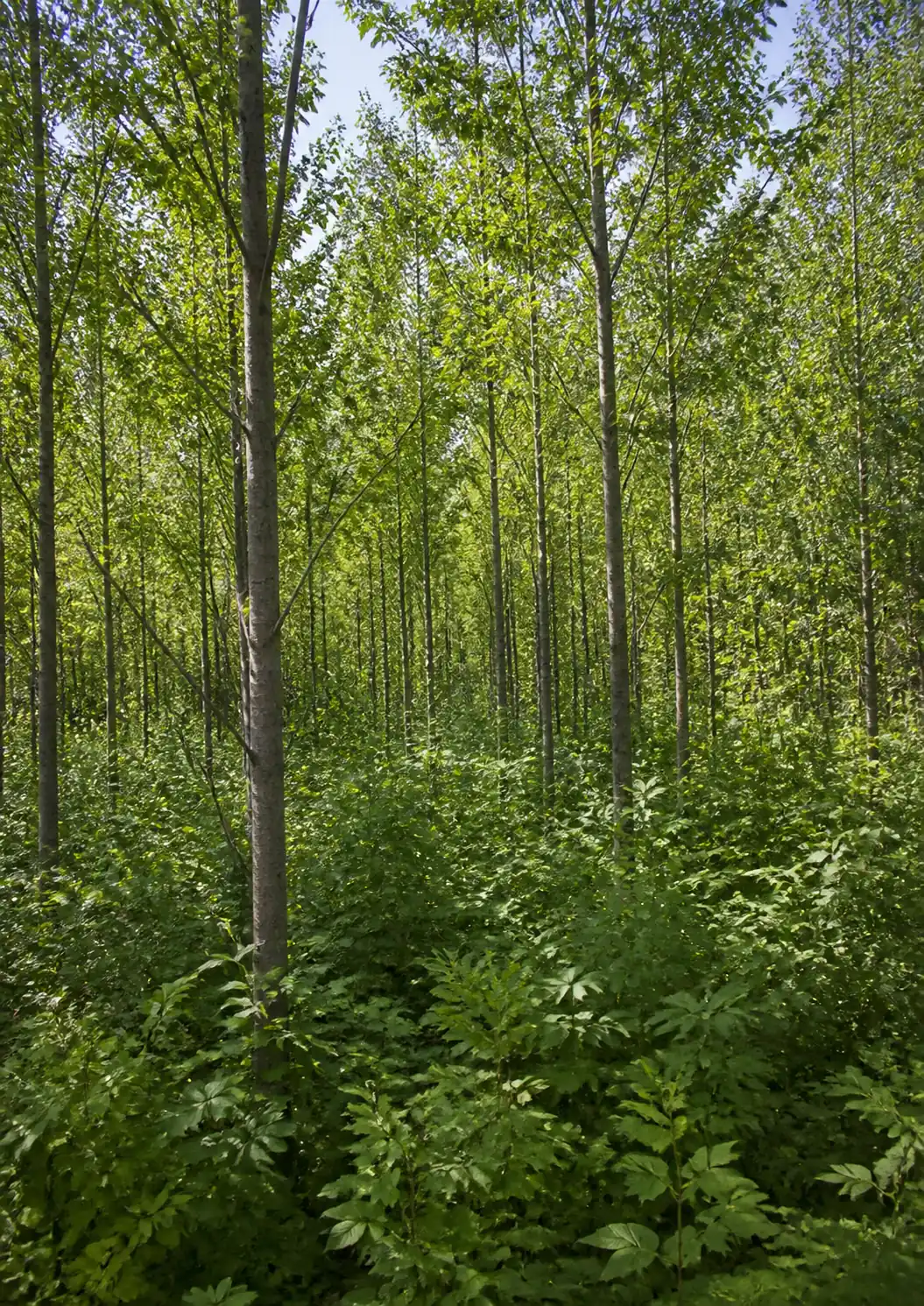 植栽から 5 年ほど経った若い林