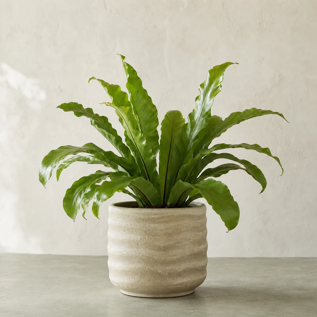 波打ち鉢に植えたアスプレニウム